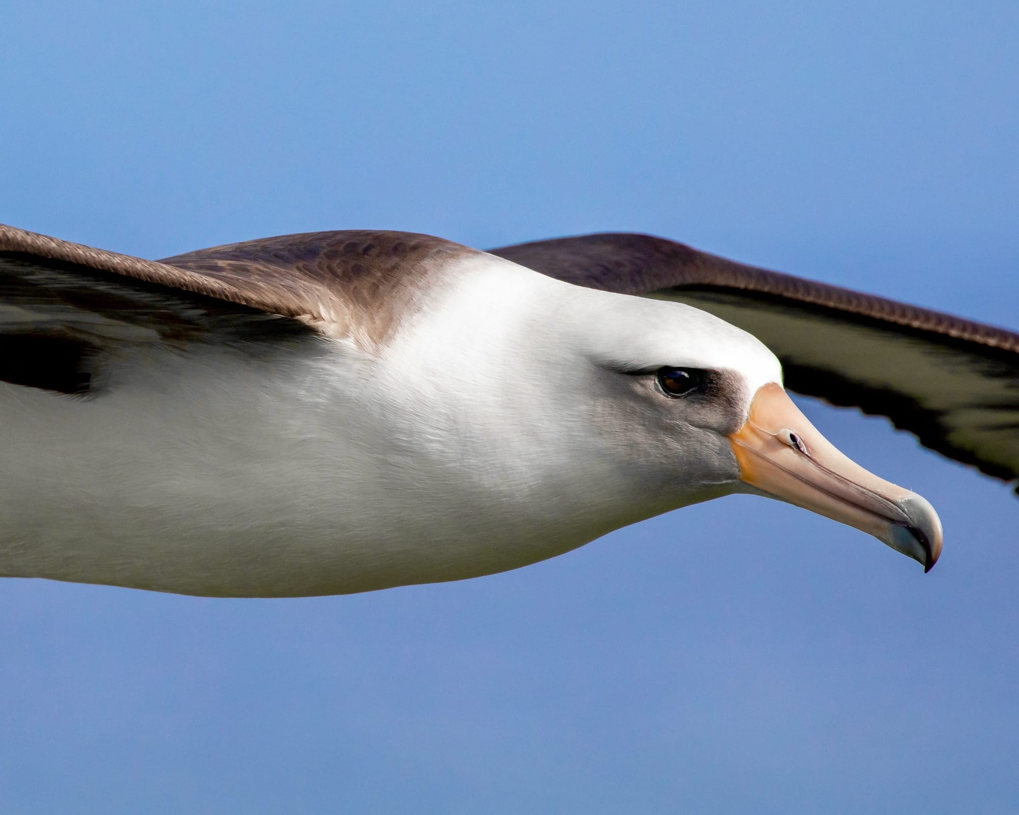 A Laysan albatross in flight