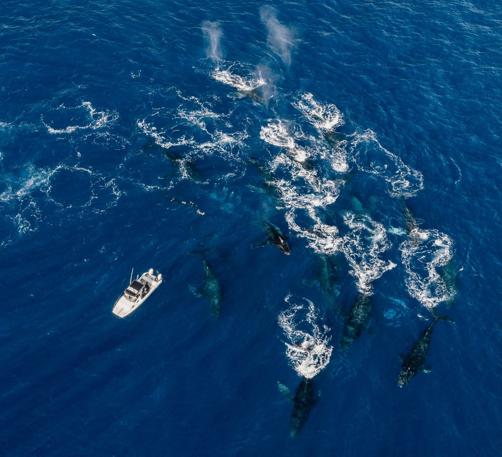 Aerial view of a dolphin group and a small boat
