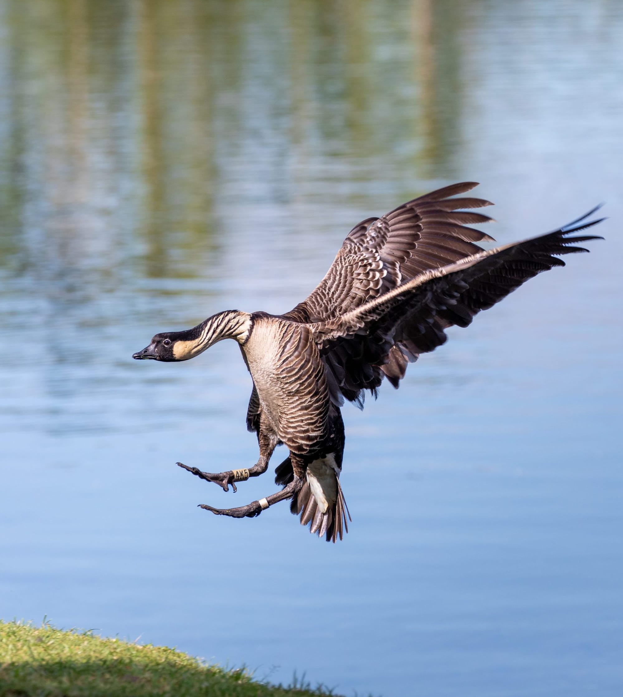 A nēnē landing on water