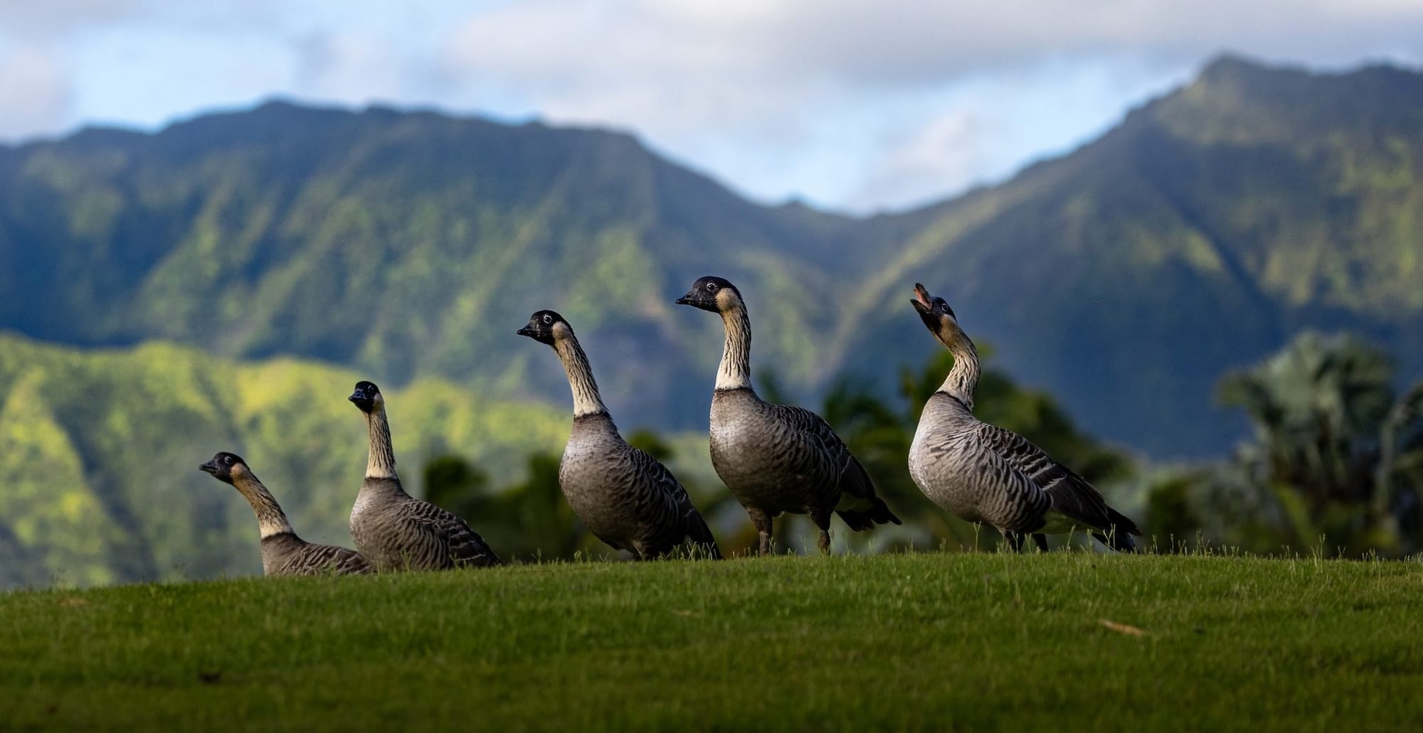 A group of nēnē on a grassy ridge with mountains behind