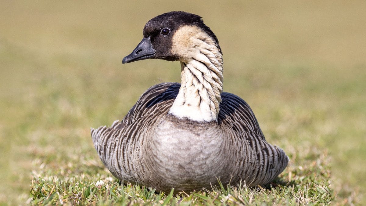 A nēnē resting on grass