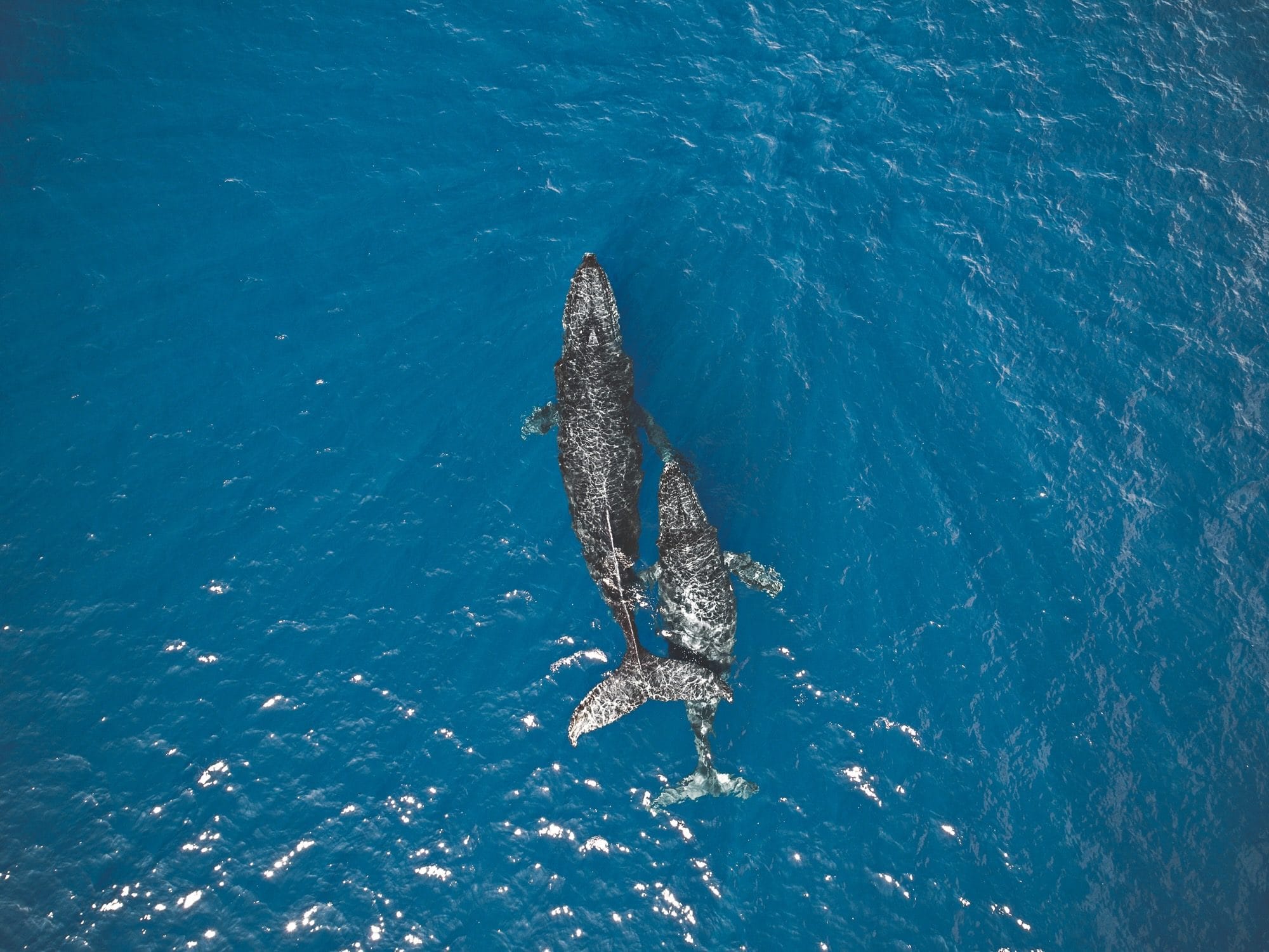 Aerial view of a humpback whale and calf