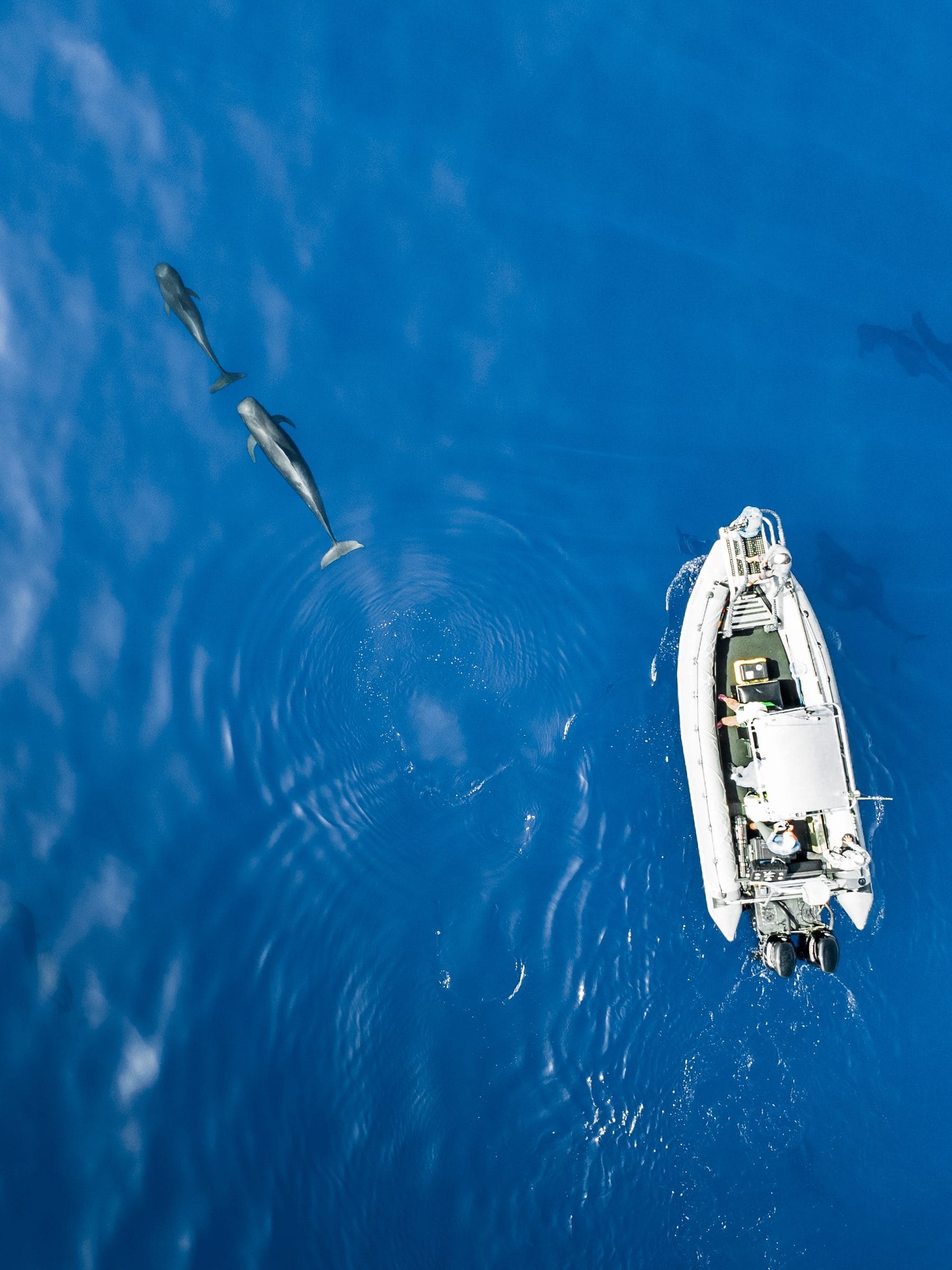Aerial view of a research boat beside whales