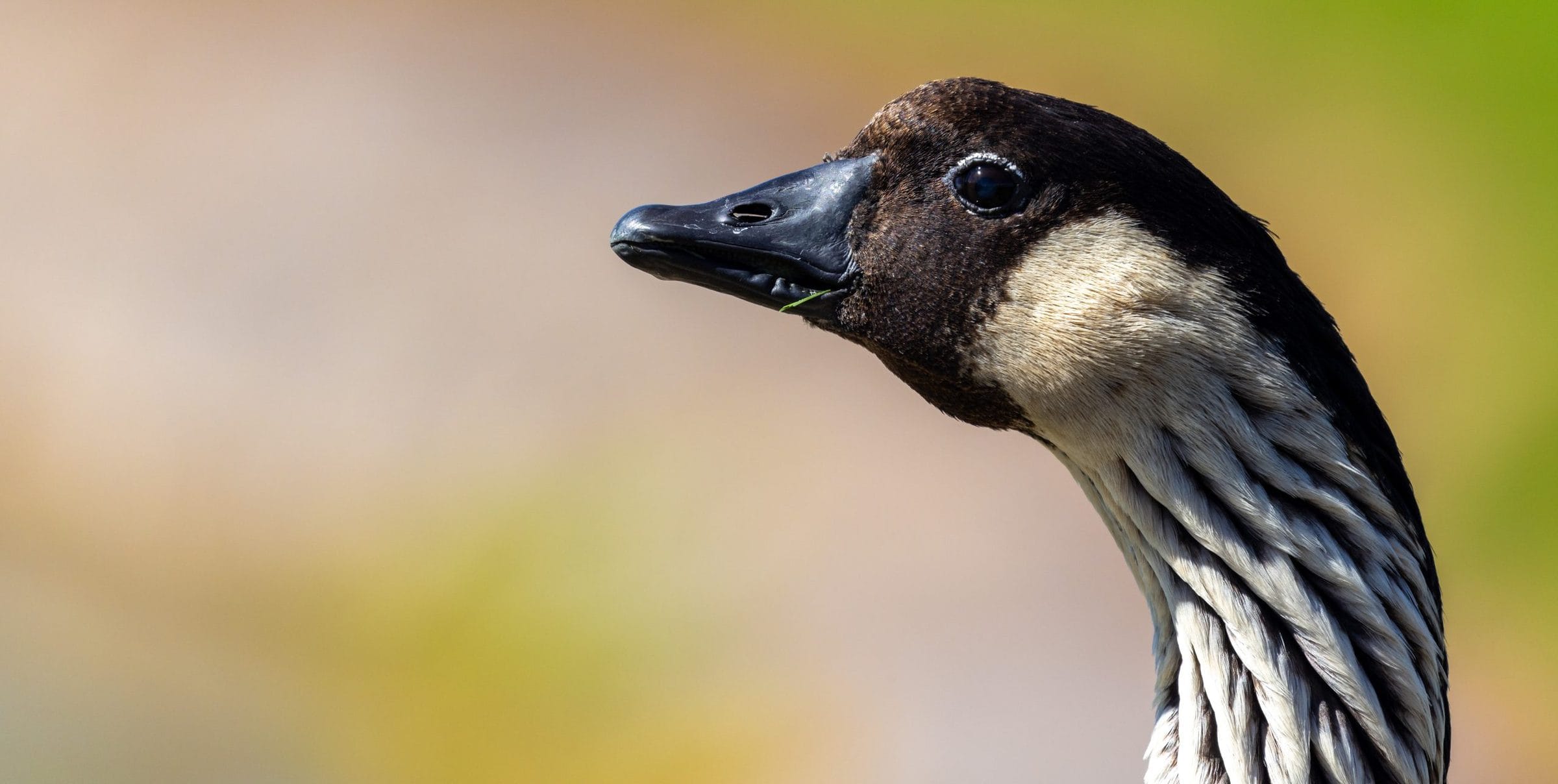Close-up of a nēnē